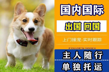 新疆维吾尔自治区宠物托运公司新疆维吾尔自治区宠物托运公司新疆维吾尔自治区宠物托运公司
