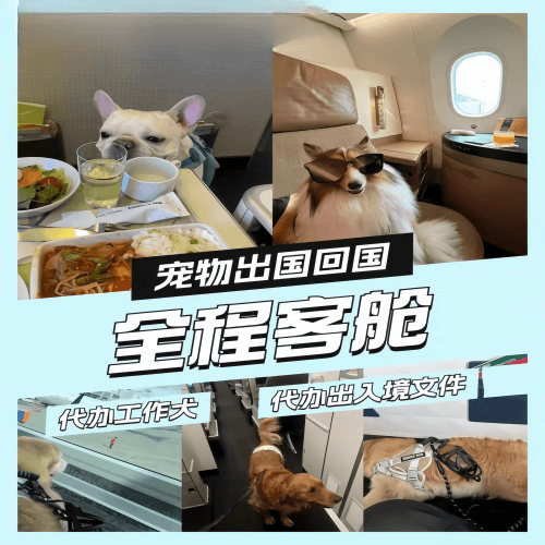 新疆维吾尔自治区宠物托运到白俄罗斯宠物入境规定和要求